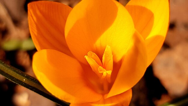 Photo vue rapprochée de la fleur de rose orange