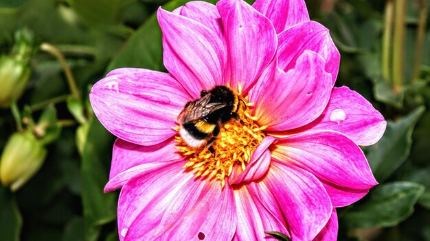 Vue rapprochée de la fleur rose pollinisée par les abeilles