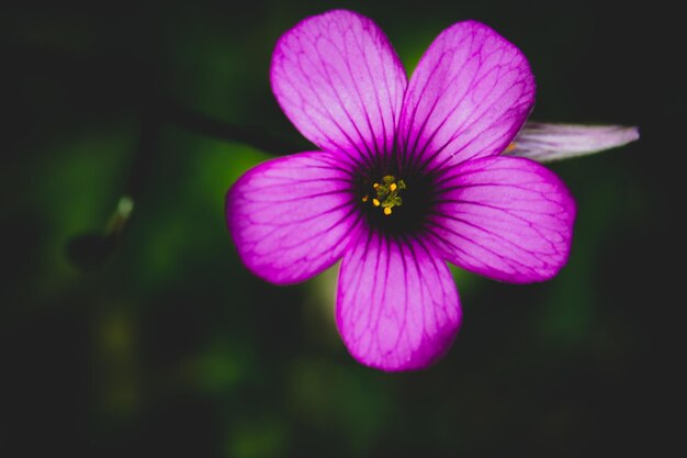 Vue rapprochée d'une fleur rose qui fleurit à l'extérieur