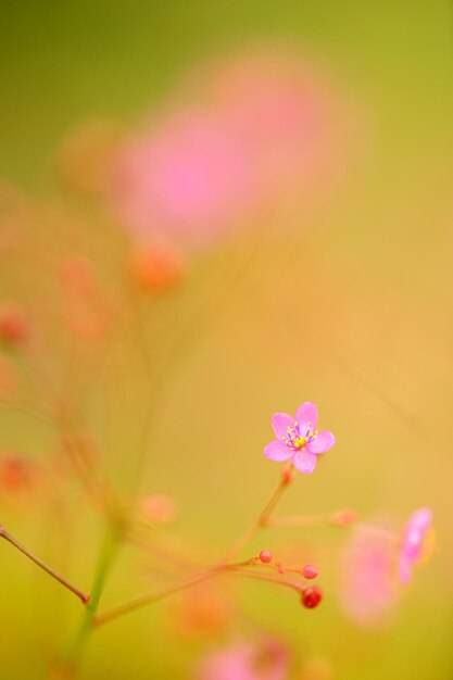 Vue rapprochée d'une fleur rose qui fleurit à l'extérieur