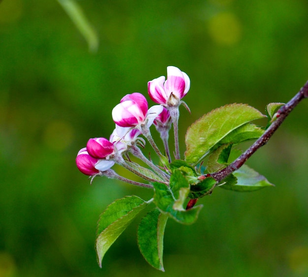 Photo vue rapprochée d'une fleur rose qui fleurit à l'extérieur