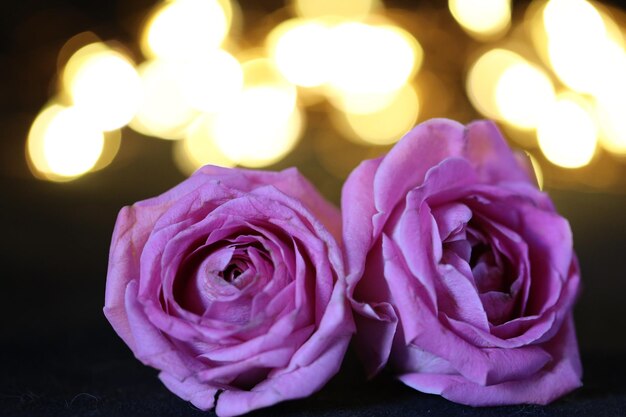 Photo vue rapprochée de la fleur de rose rose la nuit