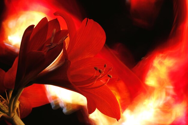 Vue rapprochée de la fleur de rose rouge