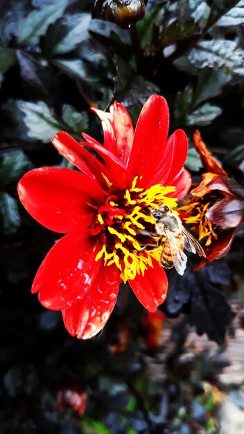 Photo vue rapprochée de la fleur de rose rouge