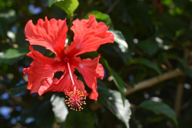 Photo vue rapprochée de la fleur de rose rouge