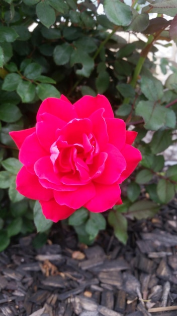 Photo vue rapprochée de la fleur de rose rouge