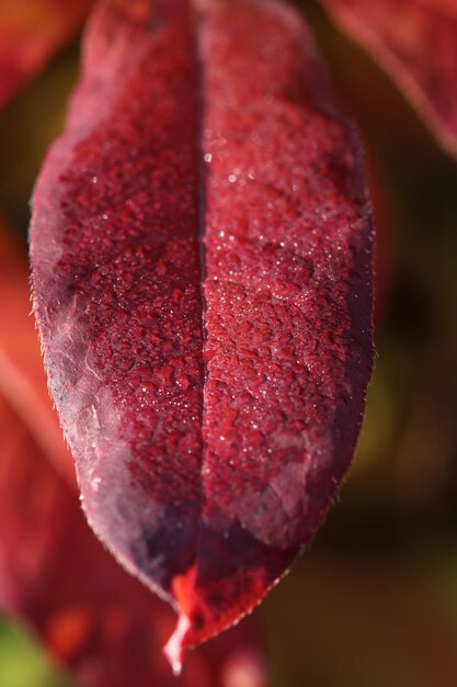 Photo vue rapprochée de la fleur de rose rouge