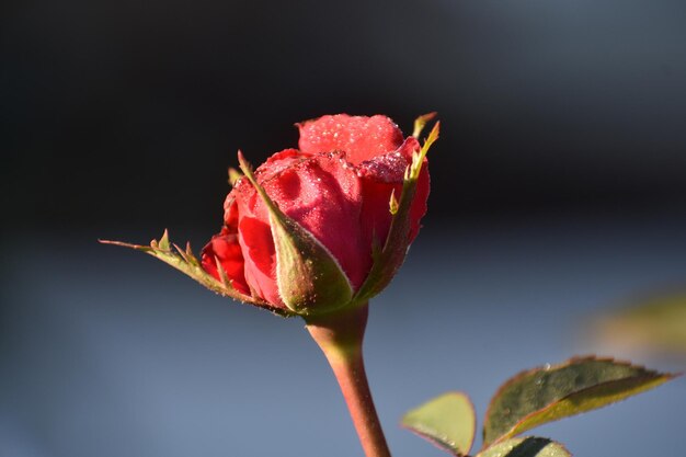 Photo vue rapprochée de la fleur de rose rouge