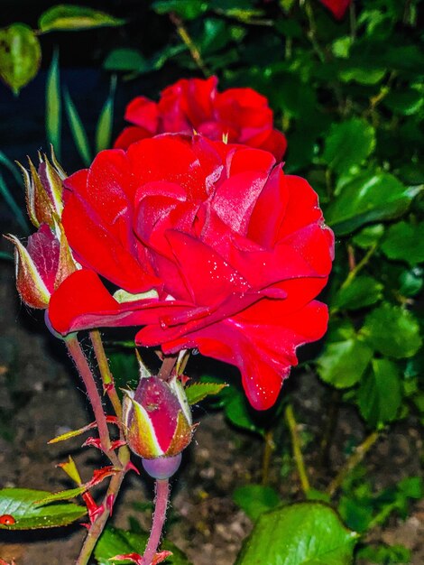 Photo vue rapprochée de la fleur de rose rouge