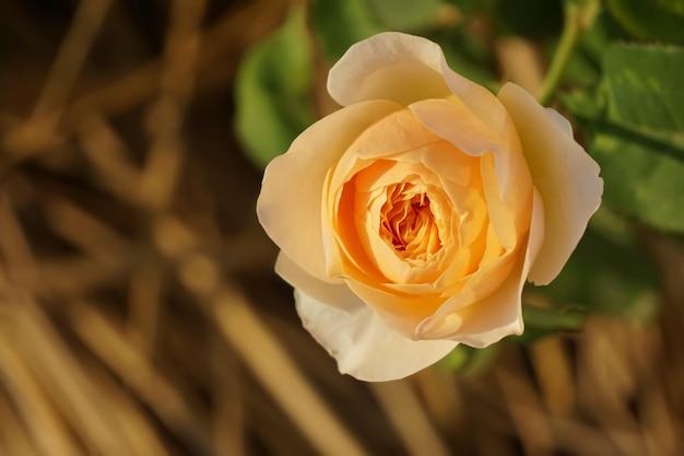 Photo vue rapprochée de la fleur de rose