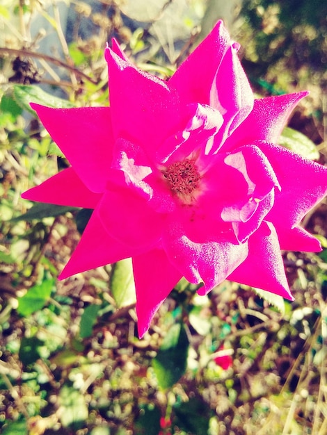 Photo vue rapprochée d'une fleur rose