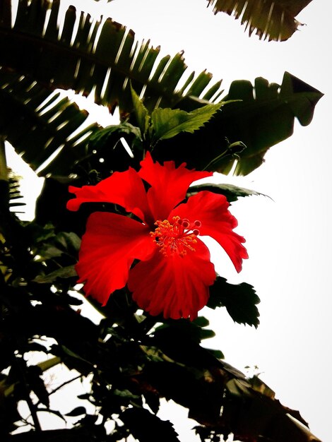 Photo vue rapprochée d'une fleur rouge contre le ciel