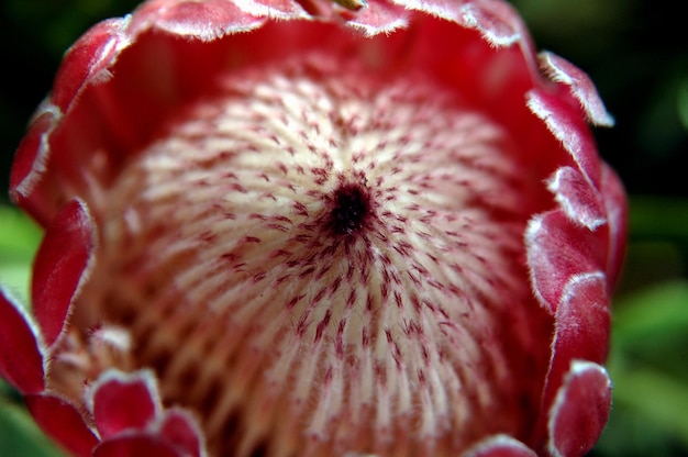 Vue rapprochée d'une fleur rouge en fleur dans un parc