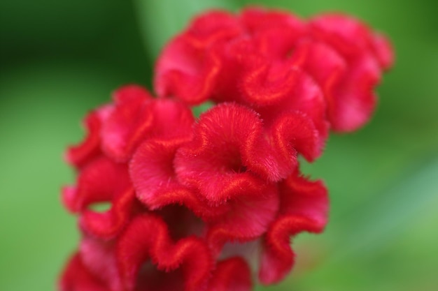 Photo vue rapprochée d'une fleur rouge fraîche qui fleurit à l'extérieur