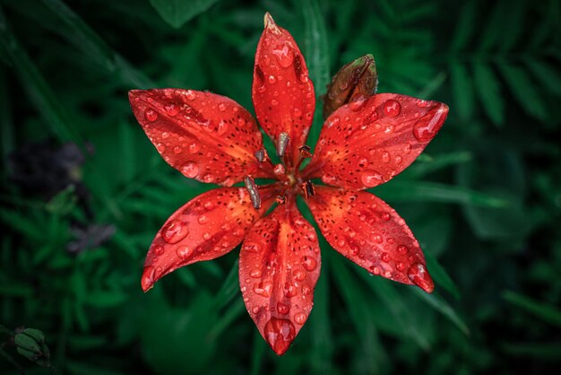 Photo vue rapprochée d'une fleur rouge avec des gouttes d'eau sur la feuille