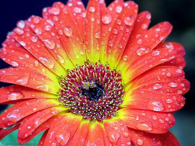 Vue rapprochée d'une fleur rouge humide qui fleurit à l'extérieur