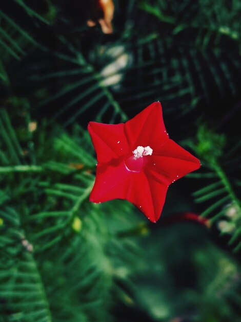 Photo vue rapprochée d'une fleur rouge poussant sur un arbre