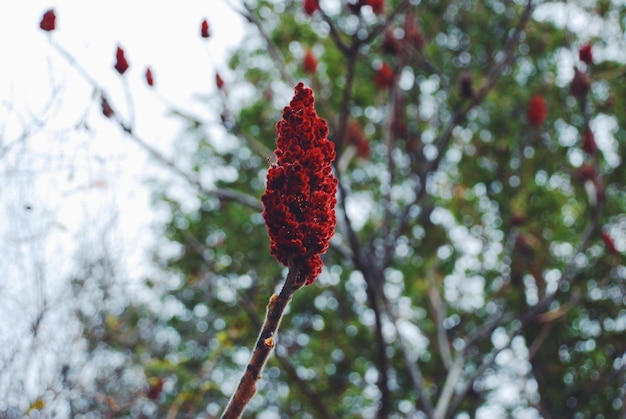 Photo vue rapprochée d'une fleur rouge poussant sur un arbre
