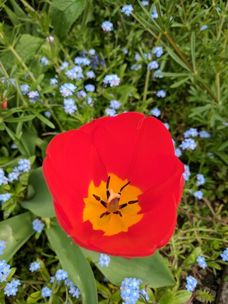 Photo vue rapprochée d'une fleur rouge qui fleurit à l'extérieur