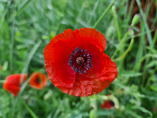 Vue rapprochée de la fleur rouge