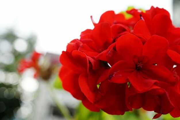 Vue rapprochée de la fleur rouge