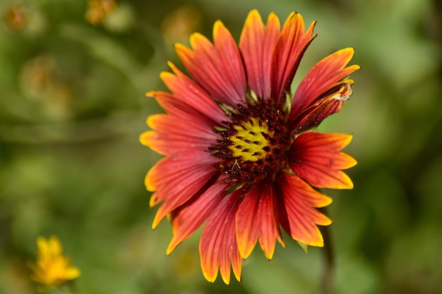 Photo vue rapprochée de la fleur rouge