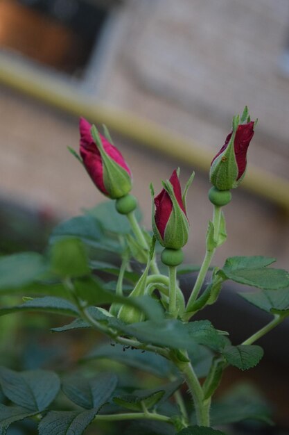 Photo vue rapprochée de la fleur rouge