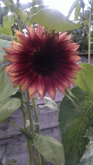 Photo vue rapprochée de la fleur rouge