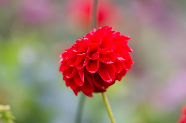 Vue rapprochée de la fleur rouge