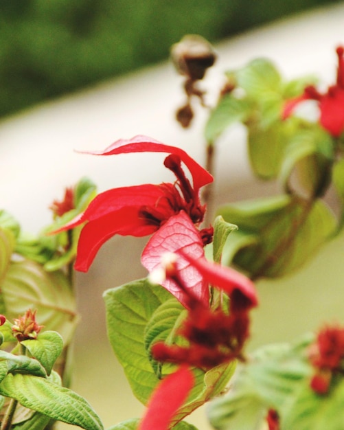 Photo vue rapprochée de la fleur rouge