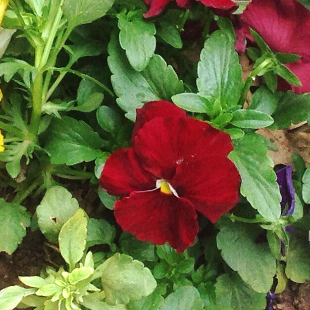 Photo vue rapprochée de la fleur rouge