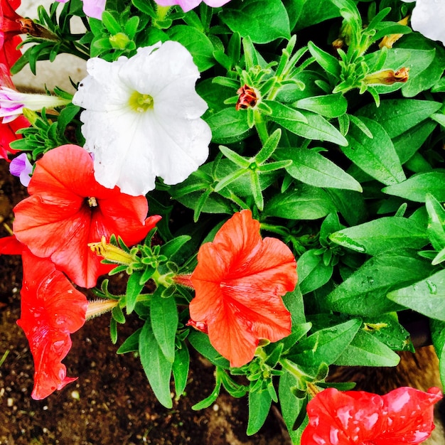 Photo vue rapprochée de la fleur rouge