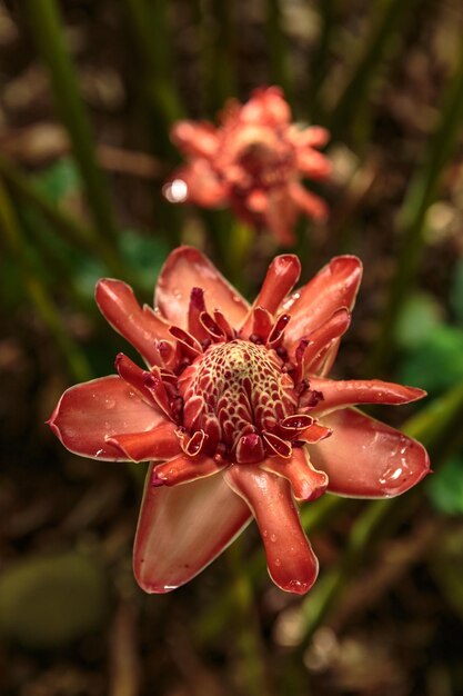 Photo vue rapprochée de la fleur rouge