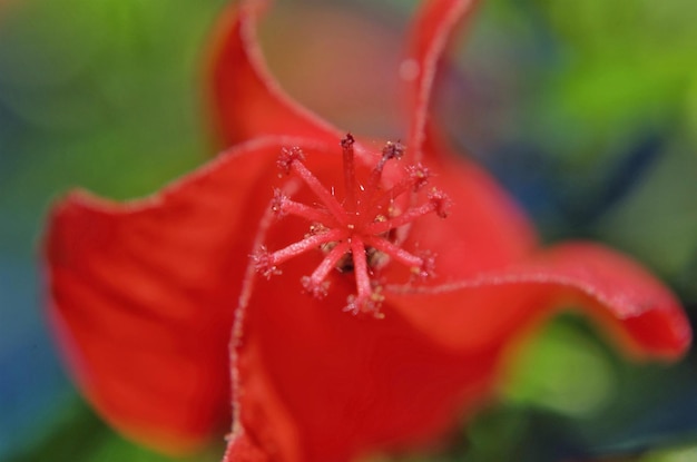 Vue rapprochée de la fleur rouge