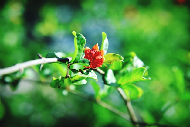 Vue rapprochée de la fleur rouge