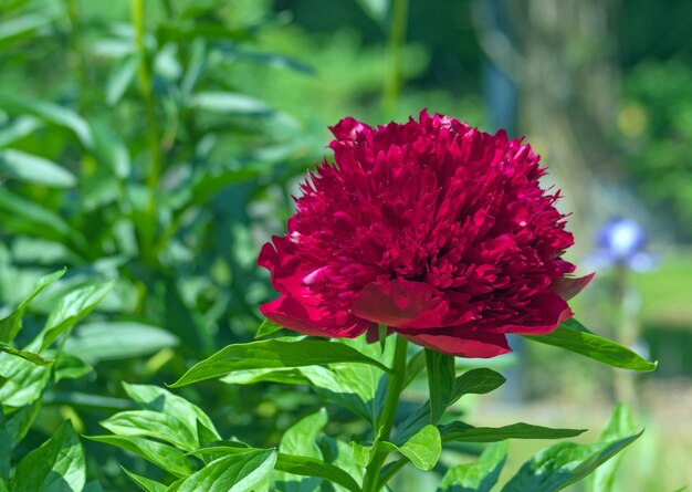 Photo vue rapprochée de la fleur rouge