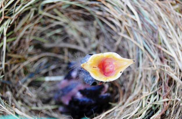 Vue rapprochée d'un fleur sous un angle élevé