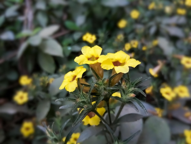 Vue rapprochée de la fleur de Strobilanthes scaber avec arrière-plan flou naturel. plante médicinale.