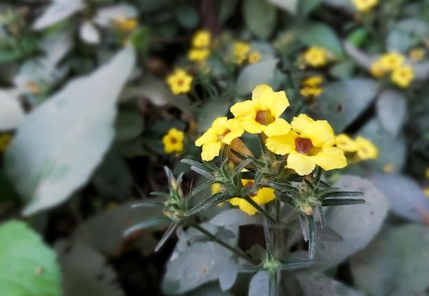 Vue rapprochée de la fleur de Strobilanthes scaber avec arrière-plan flou naturel. plante médicinale.