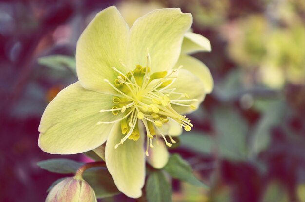 Vue rapprochée d'une fleur verte qui fleurit dans le champ