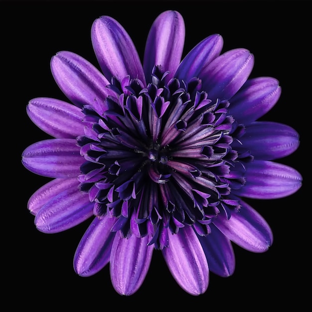 Photo vue rapprochée d'une fleur violette sur un fond noir