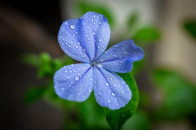 Vue rapprochée d'une fleur violette humide