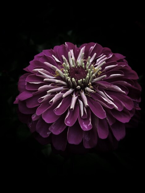 Photo vue rapprochée de la fleur de zinnia pourpre qui fleurit à l'extérieur