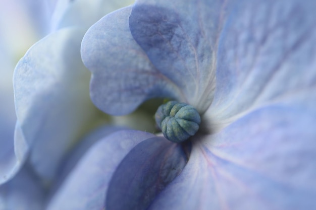 Vue rapprochée de la fleur