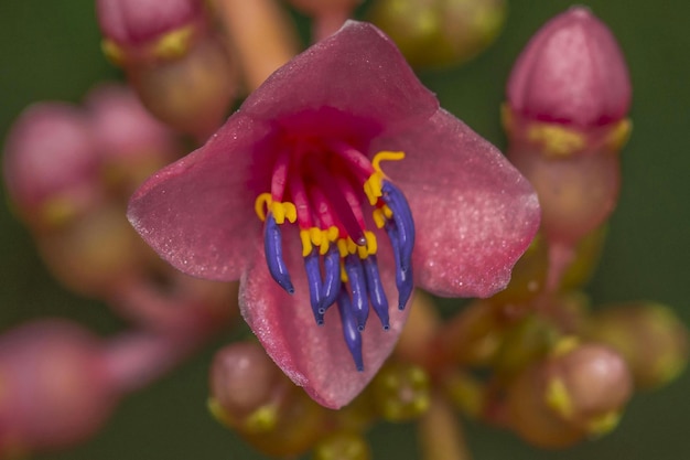 Vue rapprochée de la fleur