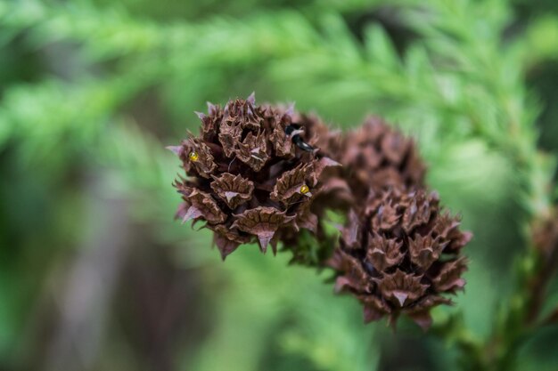 Photo vue rapprochée de la fleur