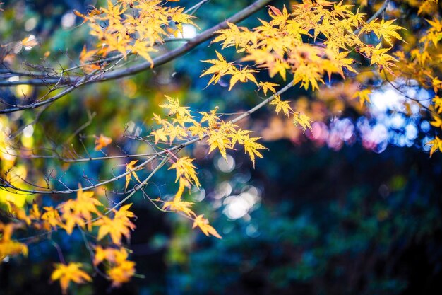 Photo vue rapprochée des fleurs sur l'arbre