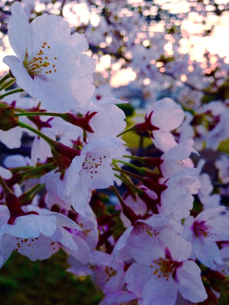 Photo vue rapprochée des fleurs blanches sur les branches