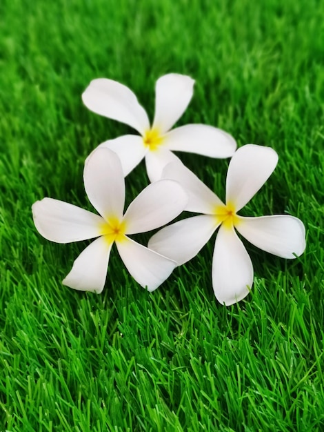 Photo vue rapprochée des fleurs blanches de frangipani sur le champ