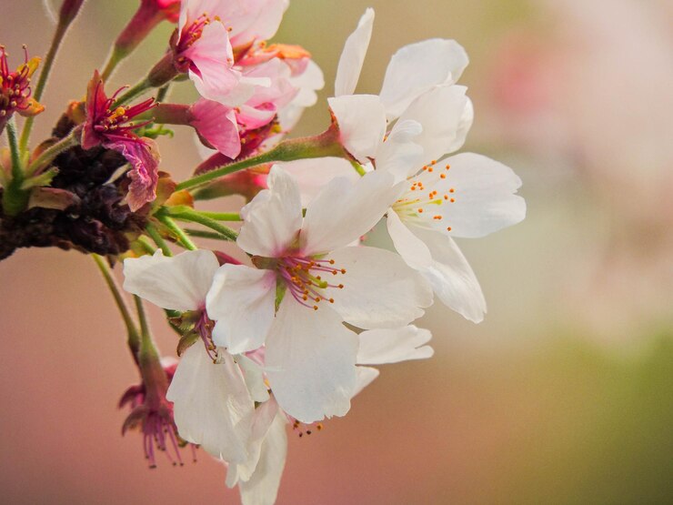Photo vue rapprochée des fleurs blanches qui fleurissent sur l'arbre